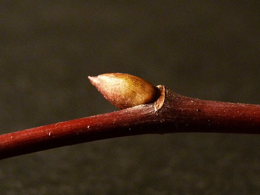 {Tilia heterophylla}